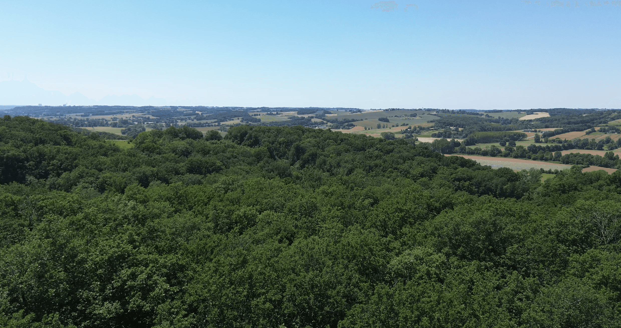 La forêt, là où tout commence pour les boiseries